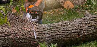 Best Hazardous Tree Removal  in Wellington, UT