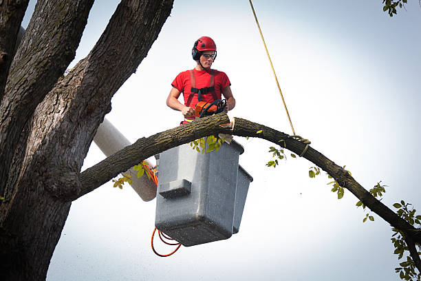 Best Tree Removal  in Wellington, UT