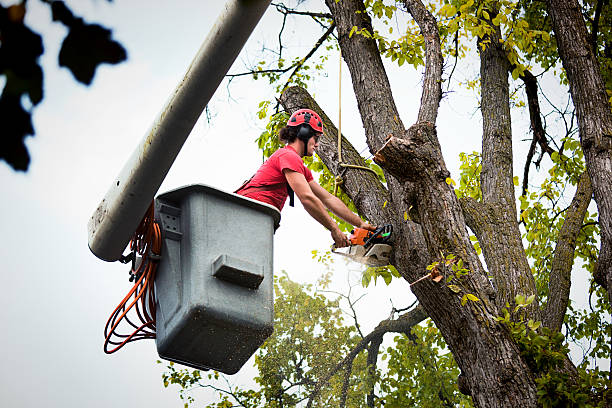 Best Emergency Tree Removal  in Wellington, UT