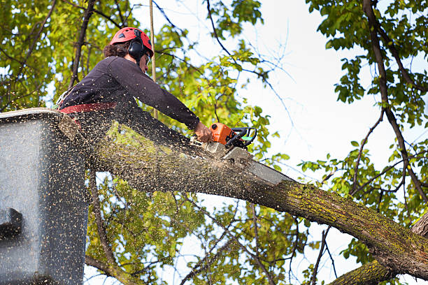 Wellington, UT Tree Care  Company